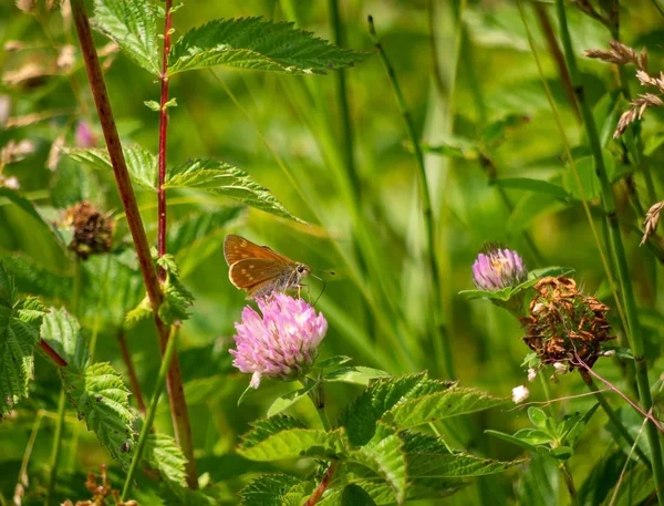 Duży motyl Skipper, Ochlodes Sylvanus, paszy koniczyna. Piękne naturalne ustawienie. — Zdjęcie stockowe