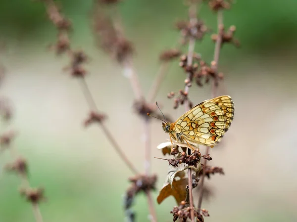 Melitaea nevadensis, Fritillenfalter in natürlicher Umgebung. Europa. — Stockfoto