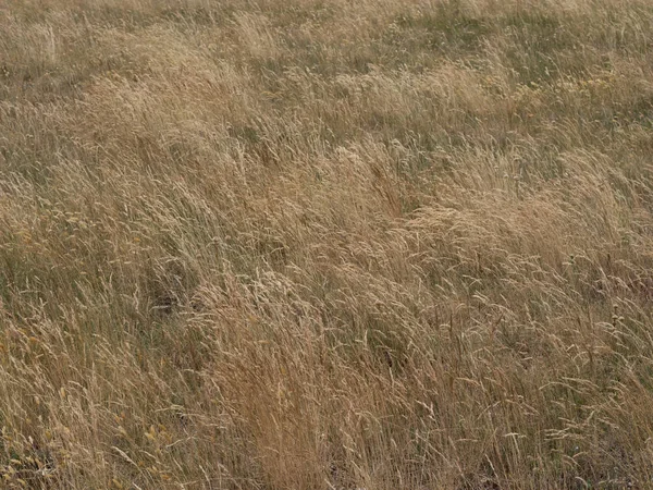 Hoge droge grassen waait in de wind. Achtergrond. — Stockfoto