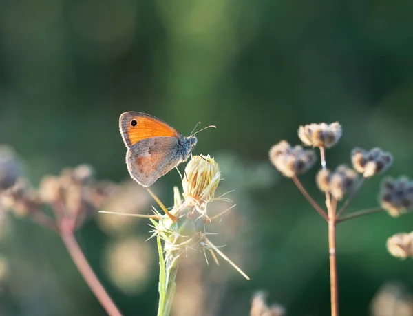 Luční hnědý motýl, Maniola jurtina, v přírodním prostředí. Podsvícené večerní slunce. — Stock fotografie