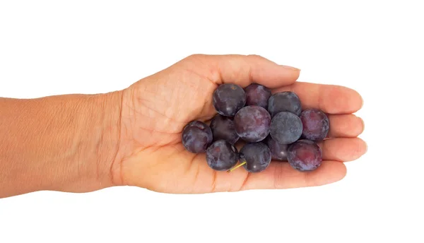 Prugne viola ciliegia in mano, isolate su bianco. Varietà del patrimonio . — Foto Stock