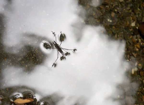 İki Ortak Pond Patenciler Gerris lacustris doğal yaşam alanında bebek Pond Patenciler yapma. Gerridae, ne oldu? Havai görünüm. — Stok fotoğraf