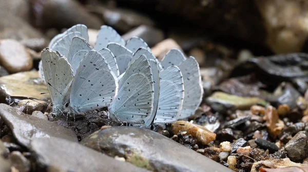 Birçok Celastrina argiolus aka Holly Blue kelebekler. Yakın çekim. — Stok fotoğraf