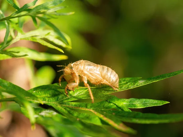 Exuvia dh mauserte Exoskelett der europäischen Zikade auf Blatt. — Stockfoto