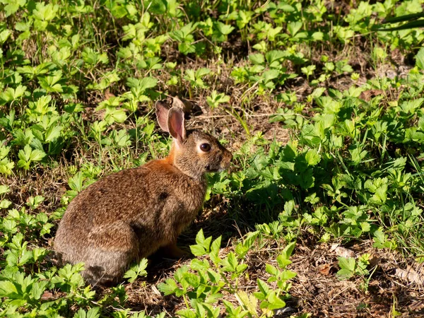 Vild brun europeisk kanin i naturen. Nervöst tittar på mig. Av Oryctolagus cuniculus. Alias Coney. — Stockfoto