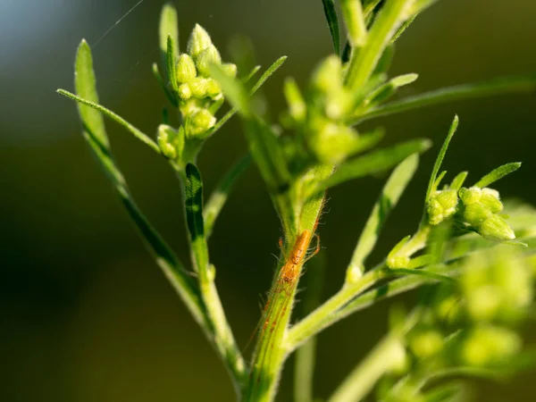 Turuncu renk Uzun Çeneli Orbweaver Örümcek, Tetragnatha, bitki sapı üzerinde. İtalya. — Stok fotoğraf