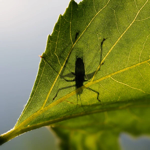 Spodu liści pokazano zarys sylwetki Grasshopper. Przykład twórczej fotografii makro. — Zdjęcie stockowe