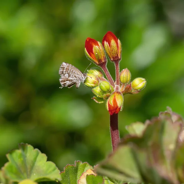 Geranium brons fjäril, Cacyreus marshalli. Främmande arter betraktas nu som en pest i Europa. — Stockfoto