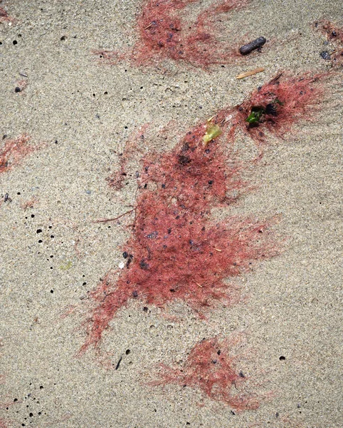 Red tide aka algal bloom, phytoplankton washed up on a sandy beach. — Stock Photo, Image