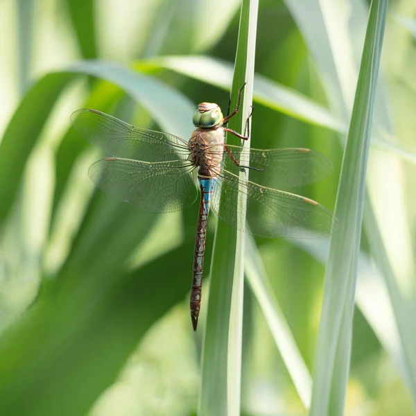 Soluk mavi yusufçuk Keeled Skimmer aka Orthetrum coerulescens. Yaşam alanında. Kare kırpma yakın. — Stok fotoğraf