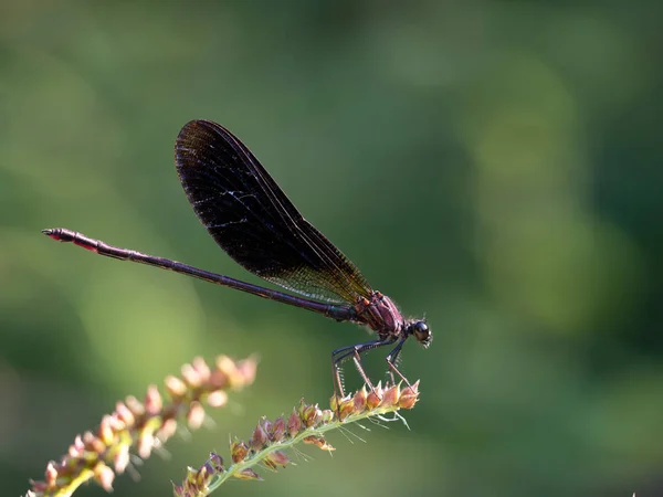 Damselfly Calopteryx hemoroiddalis aka Bakır veya Akdeniz demoiselle. — Stok fotoğraf