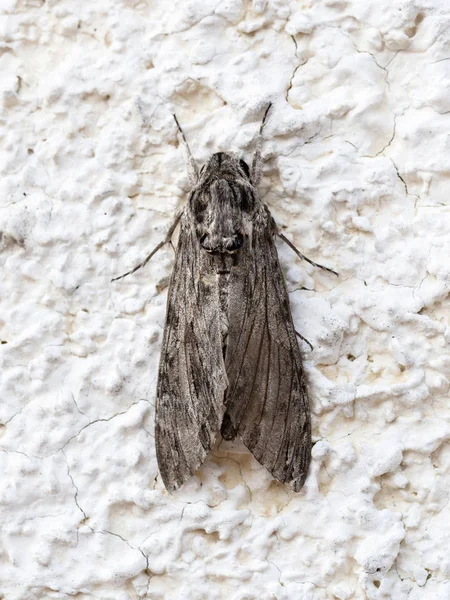 Polilla, vista dorsal. Agrius convolvuli, la polilla halcón convolvulus . — Foto de Stock