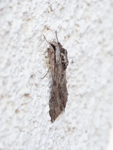 Papillon de nuit, vue latérale. Agrius convolvuli, la teigne du faucon convolvulus. Vivant, sur le mur . — Photo