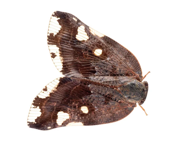 Ricania speculum aka Black or Ricaniid Planthopper. Major agricultural pest isolated on white background. Macro. — Stock Photo, Image