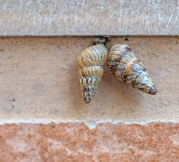 Deux Cochlicella acuta alias escargots pointus. Petits escargots terrestres, pointus et respirant l'air . — Photo