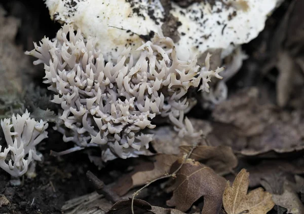 Funghi club in legno di quercia. Funghi clavarioidi, Basidiomycota . — Foto Stock