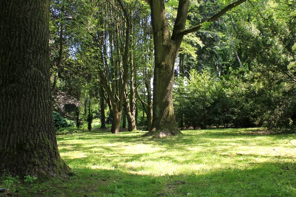 Park Místo Relaxaci Zelenou Trávou Stromy — Stock fotografie