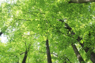 Ormanda yeşil yapraklar