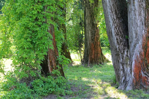 Parque Lugar Para Relaxar Com Grama Verde Árvores — Fotografia de Stock