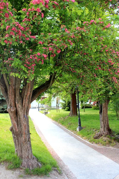 Parque Lugar Para Relaxar Com Grama Verde Árvores — Fotografia de Stock