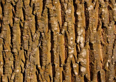 Ağaç kabuğu closeup doku