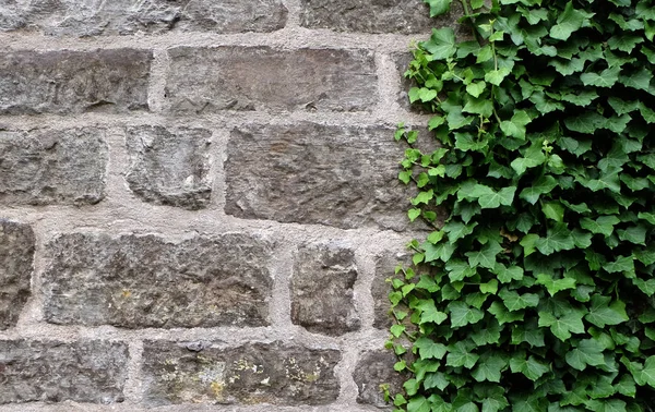 Murgröna på en stenmur — Stockfoto