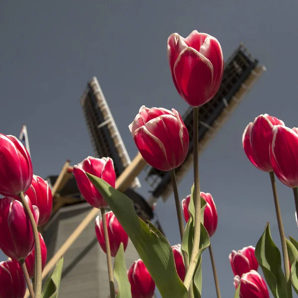 Röda Tulpaner Mot Bakgrund Kvarn Och Mörk Himmel — Stockfoto