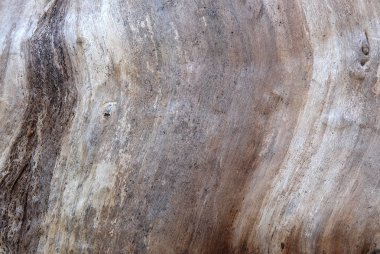 Ağaç kabuğu closeup doku