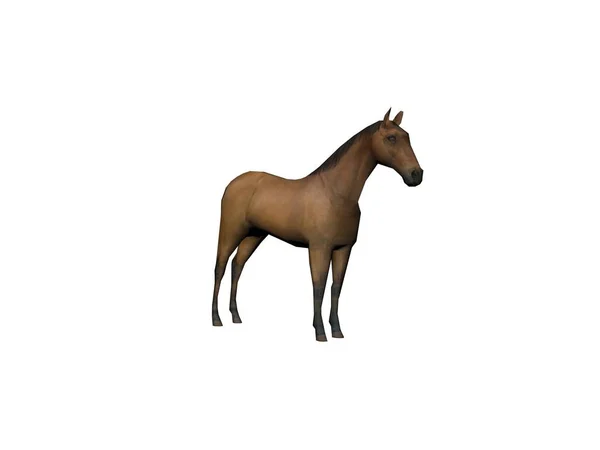Cavalo marrom animal vista frontal, isolado em branco, sombra - 3d renderização — Fotografia de Stock