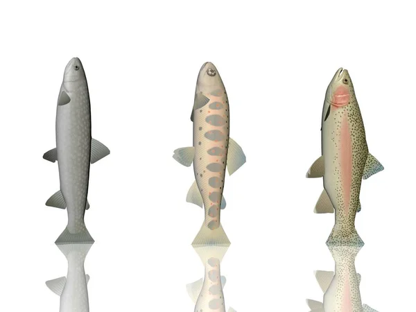 Varios colores de peces sobre un fondo blanco - representación 3d — Foto de Stock