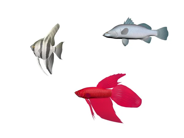 Várias cores de peixe em um fundo branco - renderização 3d — Fotografia de Stock