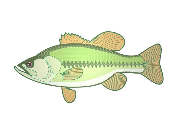 白色背景上的几种鱼的颜色- 3D渲染 — 图库照片