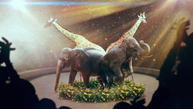 Elephants and giraffes, show on arena in the circus. African animals, high skill in performance clipart