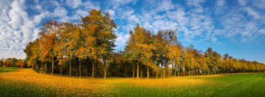Sarı yaprak yeşil ot, çayır Sonbahar Park, düşmek panorama. Ağaçları ile renkli yeşillik, kimse. Doğa manzara güneşli gün