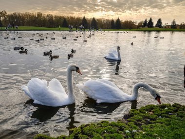 Beyaz Kuğu sunset Bulvarında sonbahar park havuzda yüzmek. Ekim orman ve soylu kuşlar