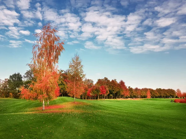 Prado Parque Outono Árvores Com Folhagem Colorida Ninguém Floresta Dourada — Fotografia de Stock