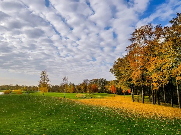 Feuilles Jaunes Tombent Sur Herbe Verte Prairie Dans Parc Automne — Photo