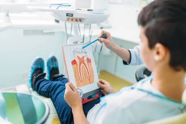 Dentista Femenina Muestra Estructura Del Diente Niño Una Silla Dental —  Fotos de Stock