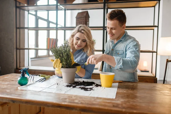 Young couple changes the soil in home plants, florist hobby. Man and woman takes care and growing of domestic flowers, gardening