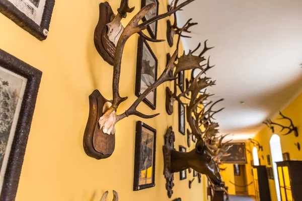 Hall Trophies Deer Antlers Europe Medieval European Treasure Famous Places — Stock Photo, Image