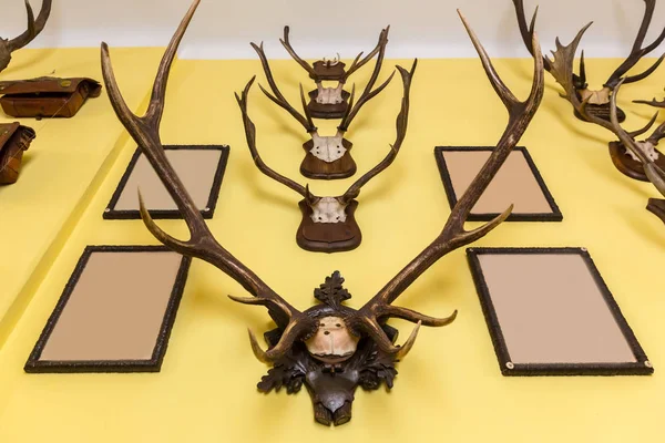 トロフィーのホール 鹿の角 ヨーロッパ 中世ヨーロッパの宝物 — ストック写真