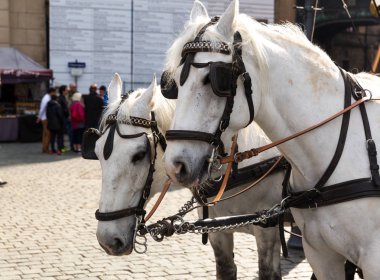Eski Avrupa kasabasında tur atları. Yaz turizmi ve seyahatleri, ünlü Avrupa simgeleri, popüler yerler ve sokaklar
