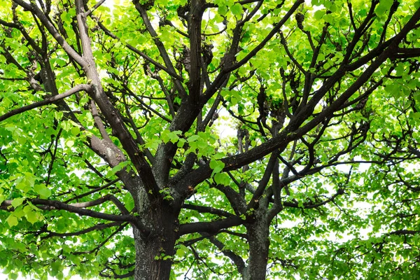 Дерево Зеленою Листям Європейська Природа Літній Туризм Подорожі Знаменита Європа — стокове фото