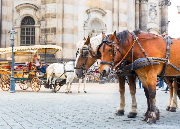 Konie Tour Starym Mieście Europejskim Turystyka Letnia Podróże Słynny Punkt — Zdjęcie stockowe