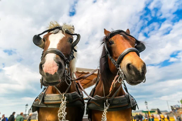 Två Tour Horse Ansikten Gamla Europeiska Stan Sommarturism Och Resor — Stockfoto