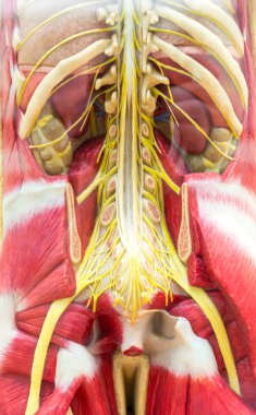 İnsan vücudunun anatomik modeli, iskelet ve kas sistemi. Tıp posteri, tıp eğitimi konsepti