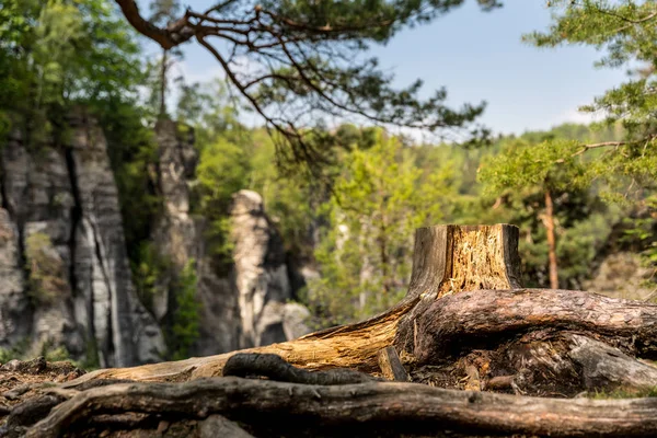 Tree Stump Rocky Mountains Europe Nature Summer Tourism Travels Famous — Stock Photo, Image