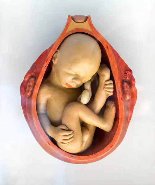 子宮内のヒト胚 胚発生情報ポスター 胚発生 妊娠期間 — ストック写真