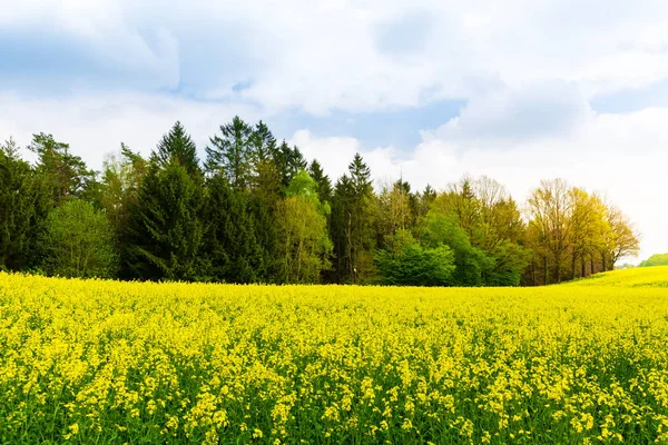 菜種栽培 キャノーラ畑 黄色の花を持つ植物 コルザ牧草地 天然燃料または石油 — ストック写真