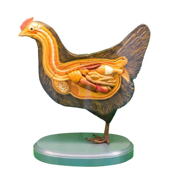 Анатомическая Модель Курицы Внутренние Органы Курицы Изолированные Белом Фоне Плакат — стоковое фото